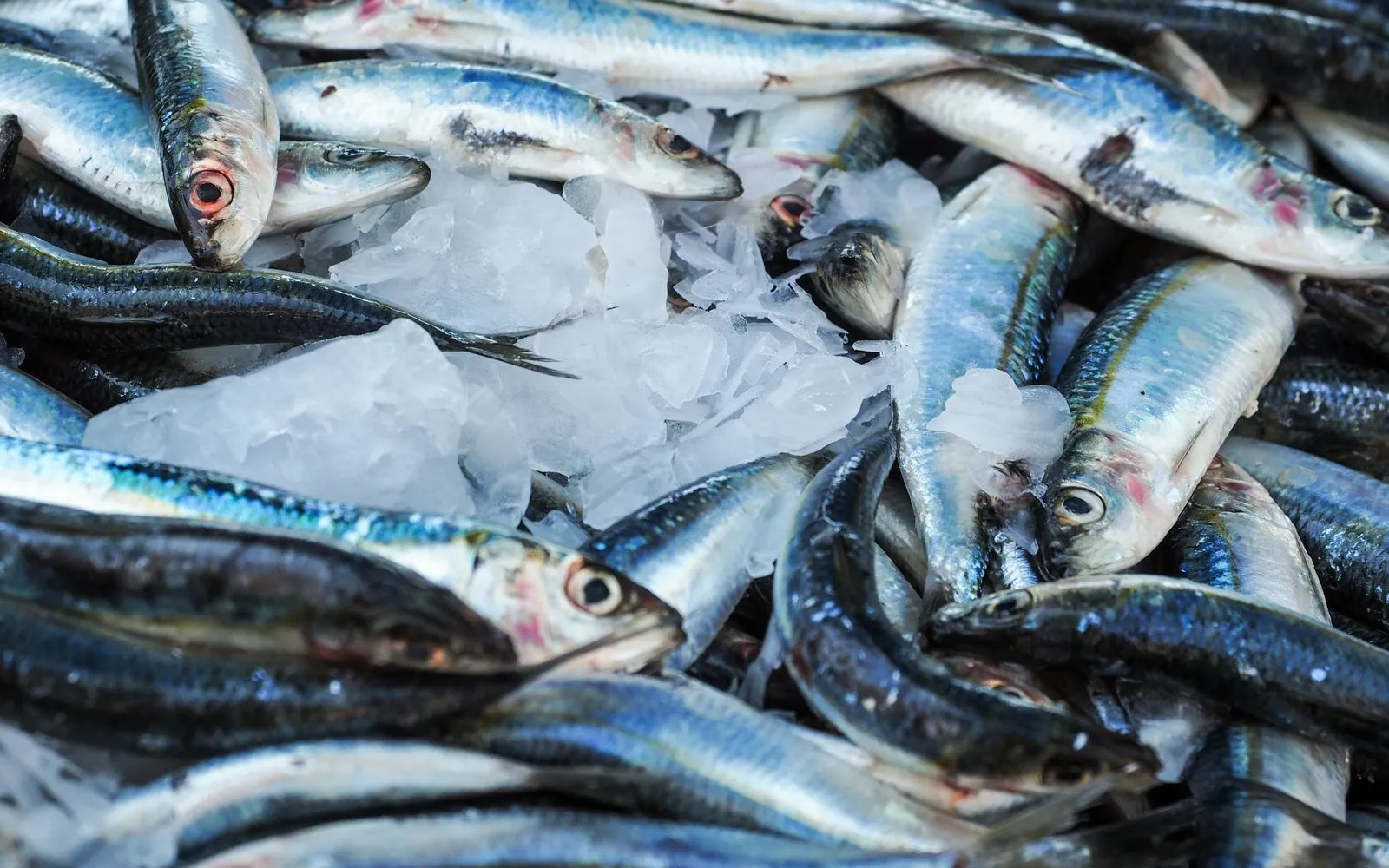 Fresh sardines piled on crushed ice at a fish counter