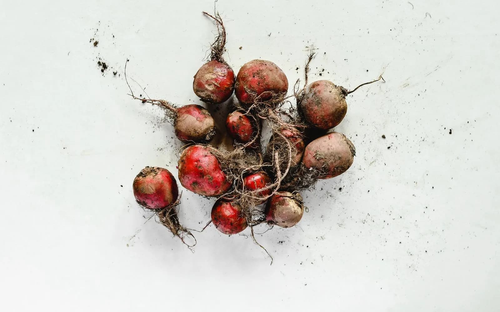 A pile of freshly dug red beetroots with roots and soil on a pale surface