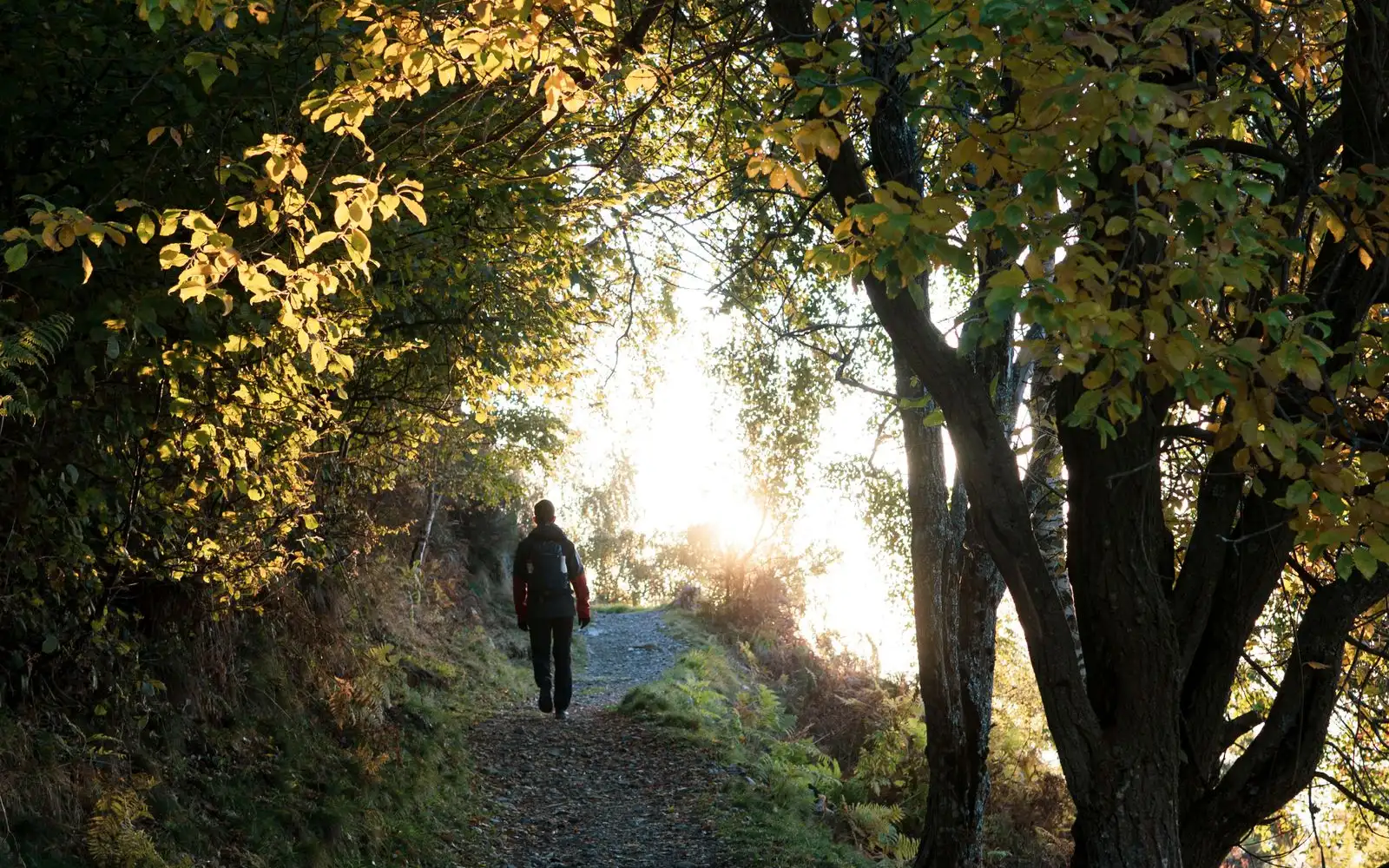 A person seen from behind, far off, walking up a leaf-covered woodland path under autumn trees in morning light
